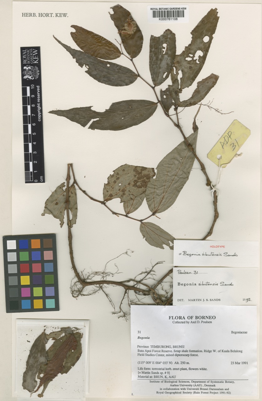 B. sibutensis